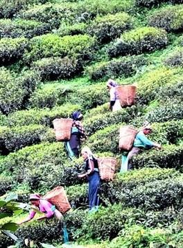 Tea Garden workers at Darjeeling Tour Package