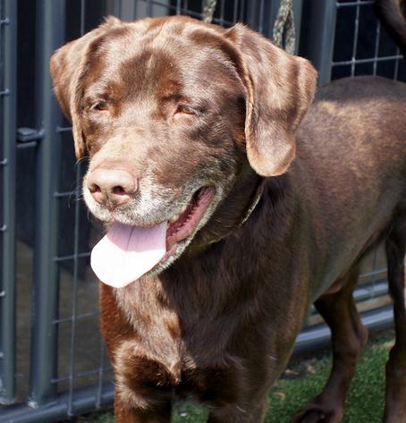 american chocolate lab