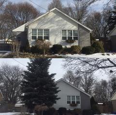 B&A Hazardous Tree Removal Burlington, Private Tree By-law Permit Tree, Blue spruce removal