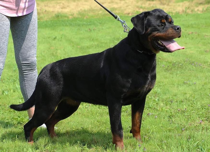 Valerie Vom Bosnian Rott