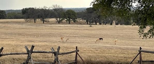 Blackbuck Antelope Hunts