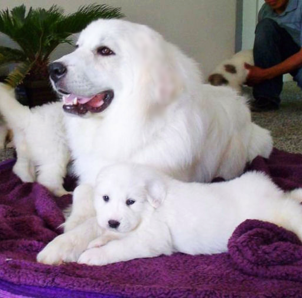 Great Pyrenees puppies ~ Wells' Providence AKC Registered Livestock Guardian Dogs and puppies