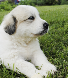 Great Pyrenees puppies ~ Wells' Providence AKC Registered Livestock Guardian Dogs and puppies