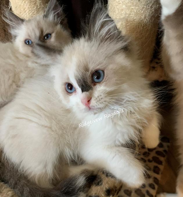 Ragdoll Kittens for sale