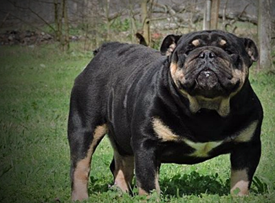 Black and store tan british bulldog