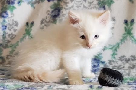 Abbey Road Rags - Ragdoll Kittens For Sale, Ragdoll Cats, Ragdoll Cats ...