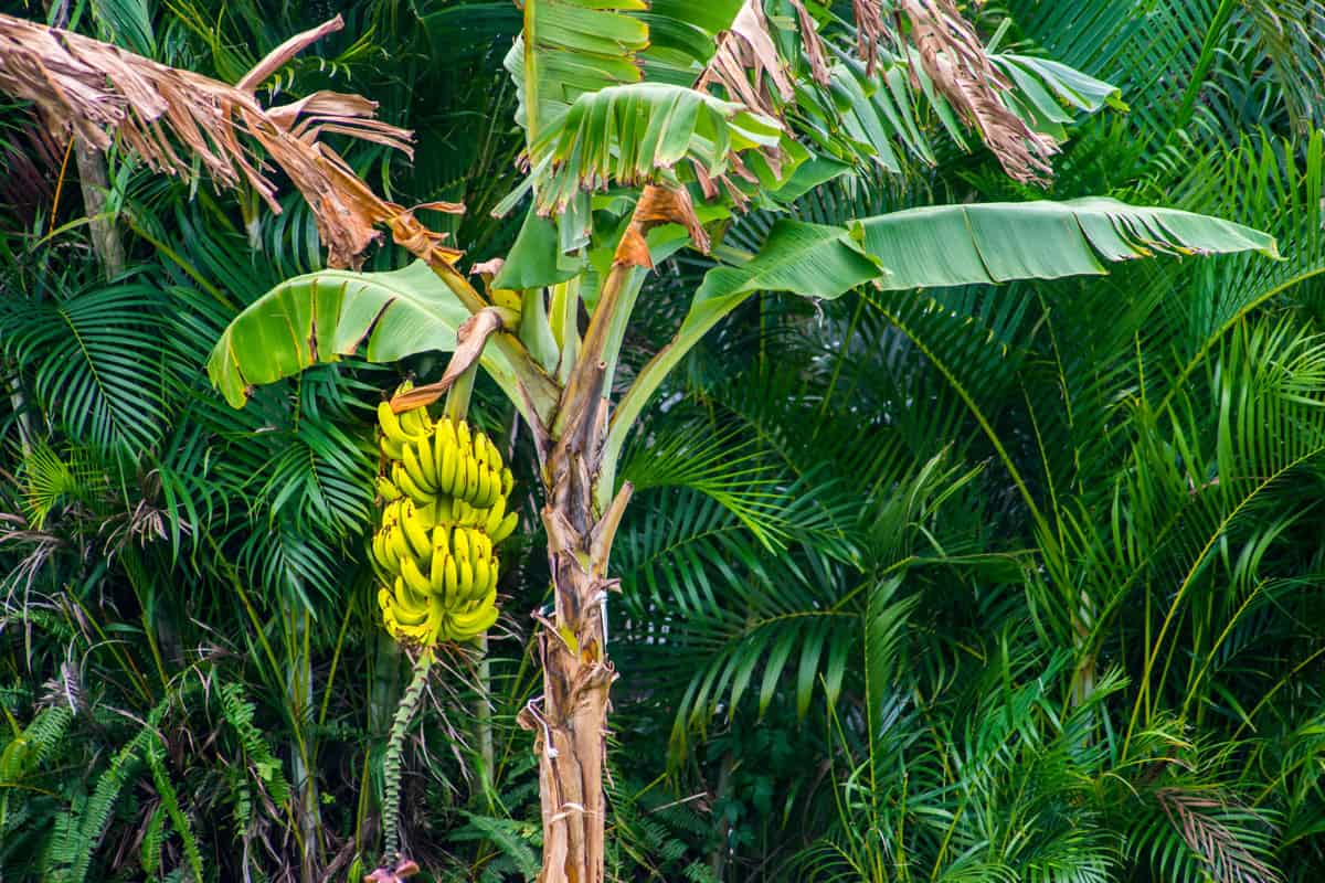 banana trees in the tropical rainforest