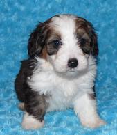 Tiny Bernedoodle sable