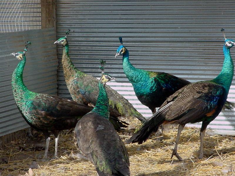 Leggs Peafowl Farm - Peacocks For Sale, Peafowl For Sale, Poultry For Sale