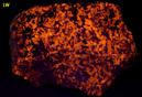 fluorescent Sodalite Aegirine Acmite - Poudrette quarry (Demix quarry; Uni-Mix quarry; Desourdy quarry; Carrière Mont Saint-Hilaire; MSH), Mont Saint-Hilaire, La Vallée-du-Richelieu RCM, Montérégie, Québec, Canada