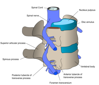 Spine; vertebra