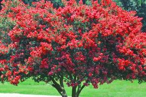 deep red bushy crape myrtle buy helotes