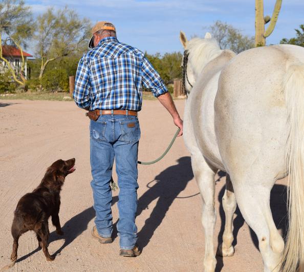 ranch dog