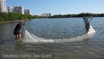 two men working a seine net in shallow water