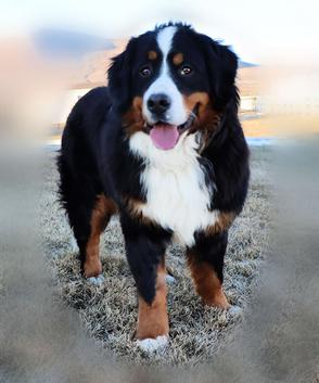 Gemma Bernese Mountain Dog