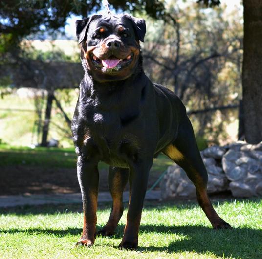 Von Ruelmann Rottweilers inc - German Rottweiler Puppies For Sale ...