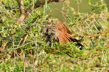 Favorite pictures of birds from Tanzania