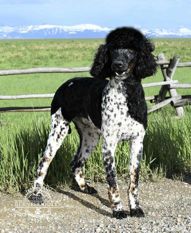 standard tricolor Bernedoodles