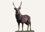 Hunting Sika Deer United Kingdom