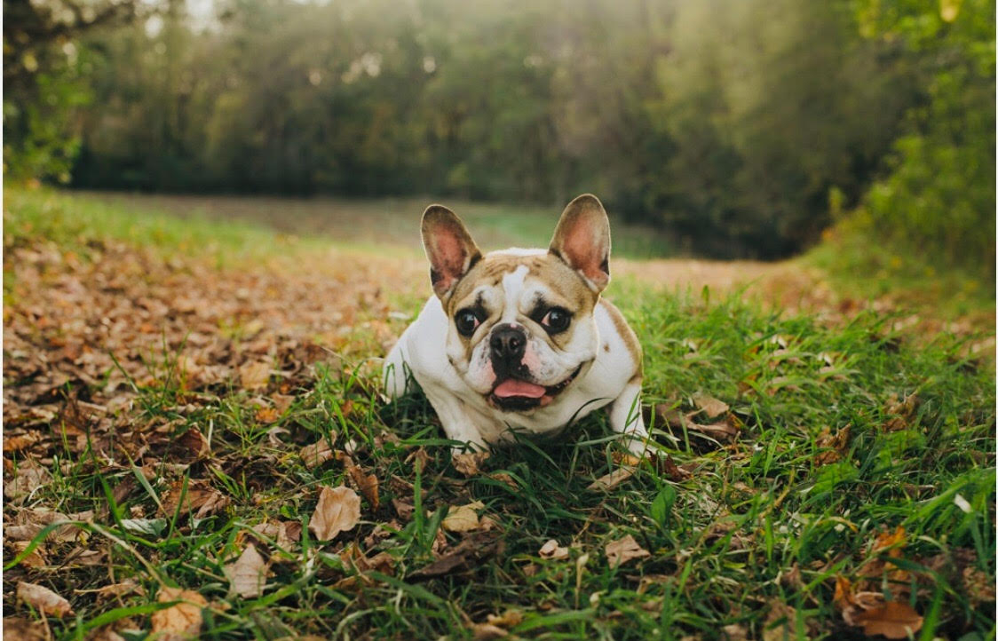 are french bulldogs pedigree