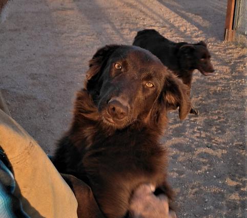 Australian Shepherd for sale