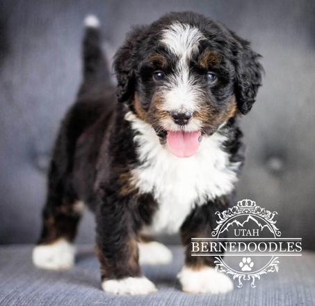 Standard bernedoodle best sale for sale