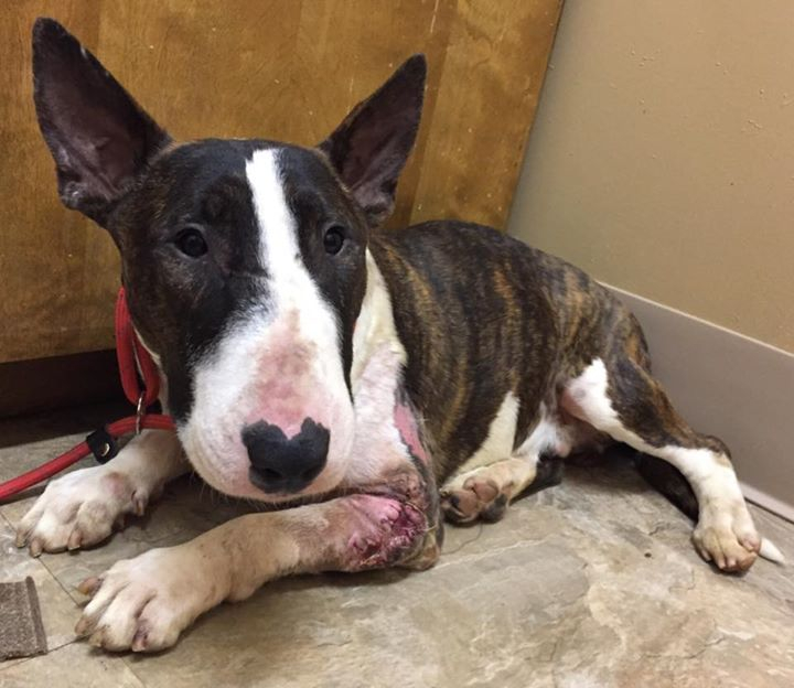 Bull terrier store rescue near me