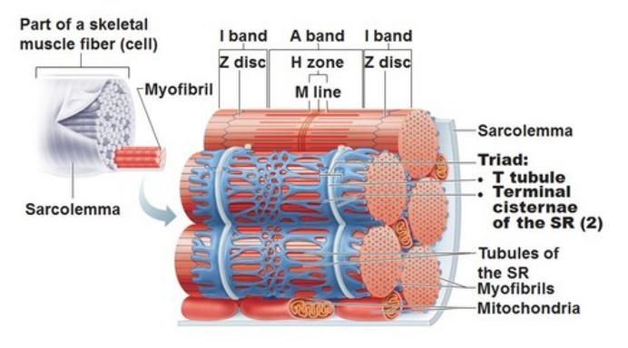 Muscle Physiology