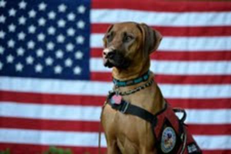 Rhodesian Ridgeback Puppy - Banjo