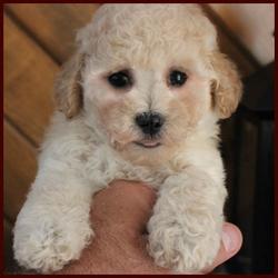 Rolling Meadows Poochon puppy