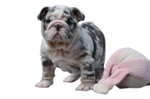 blue tri merle english bulldog puppy