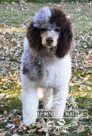 Chuck Moyen Poodle