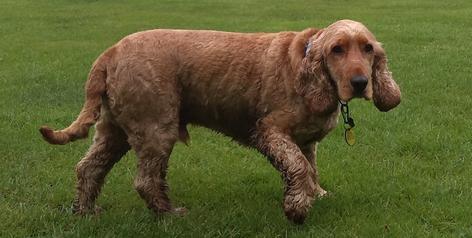 Golden Cocker Spaniel