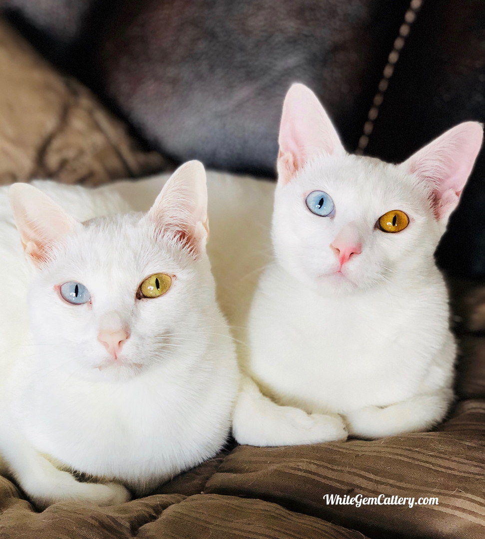 Pure white kittens for sale hot sale near me