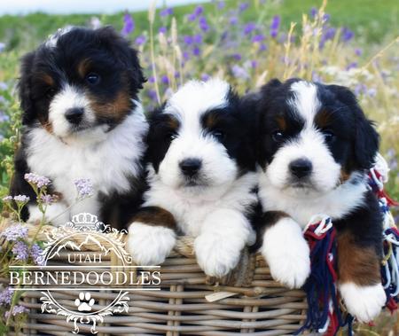 Mini Bernedoodle Puppies in Basket