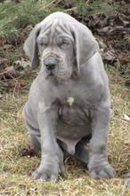 European great best sale dane for sale