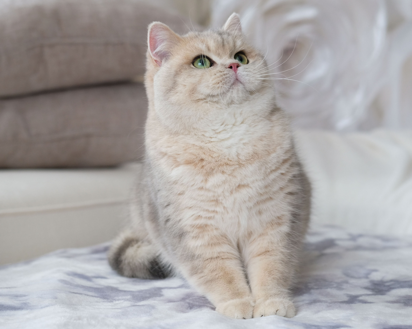Unoa ウノアレオタード　Victorian cats Blue green Victorian cats Violet】Sleeve & No sleeve design