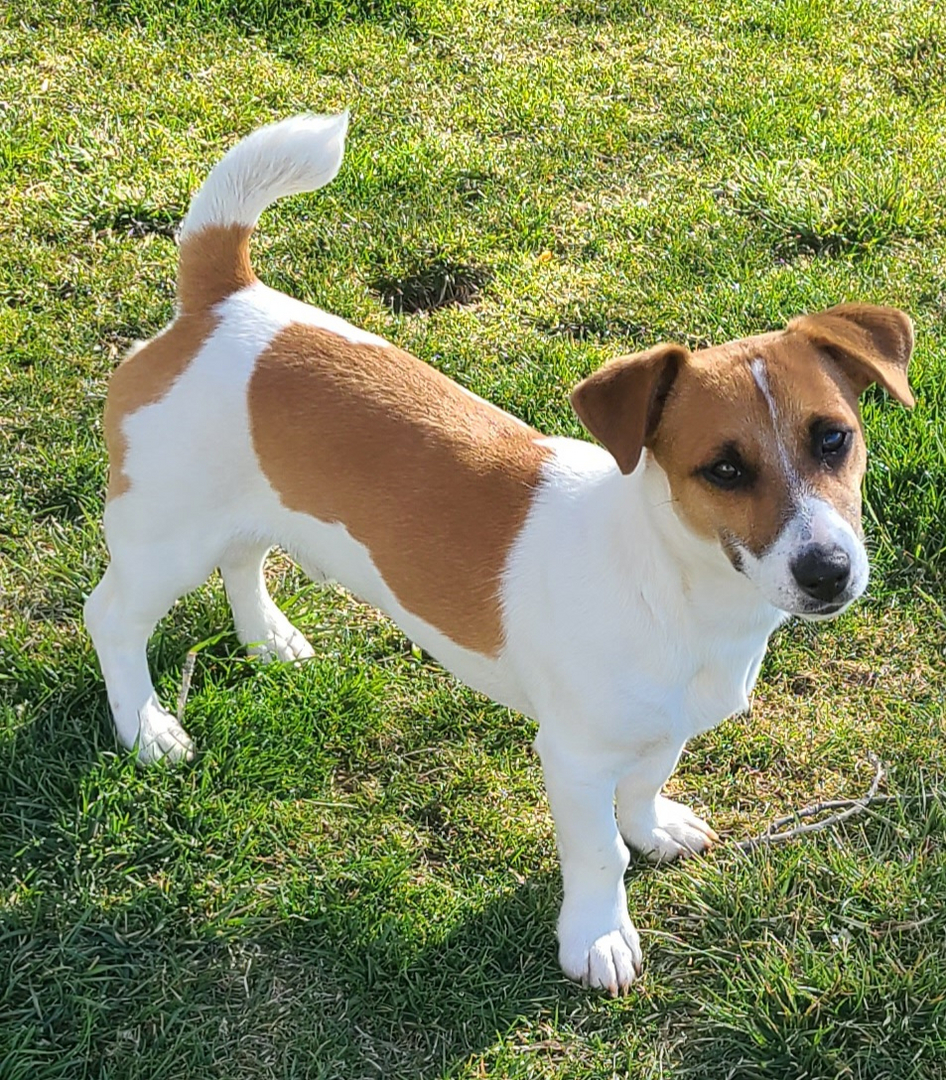 Cow country hot sale jack russells