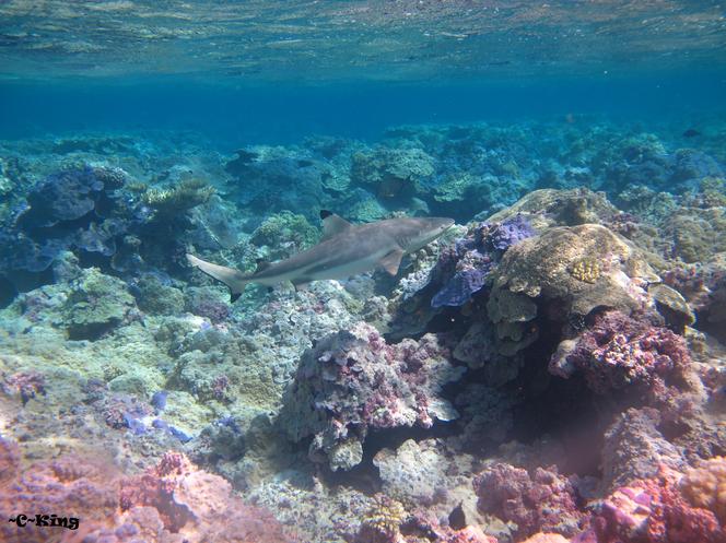 black tip reef shark cruising Palmyra Atoll coral reef