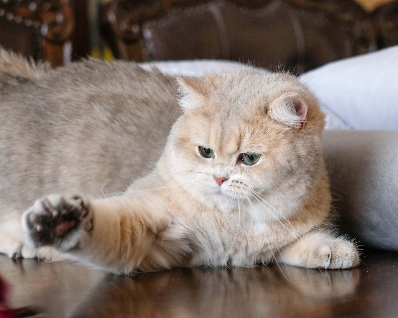 Silver shaded hot sale british longhair