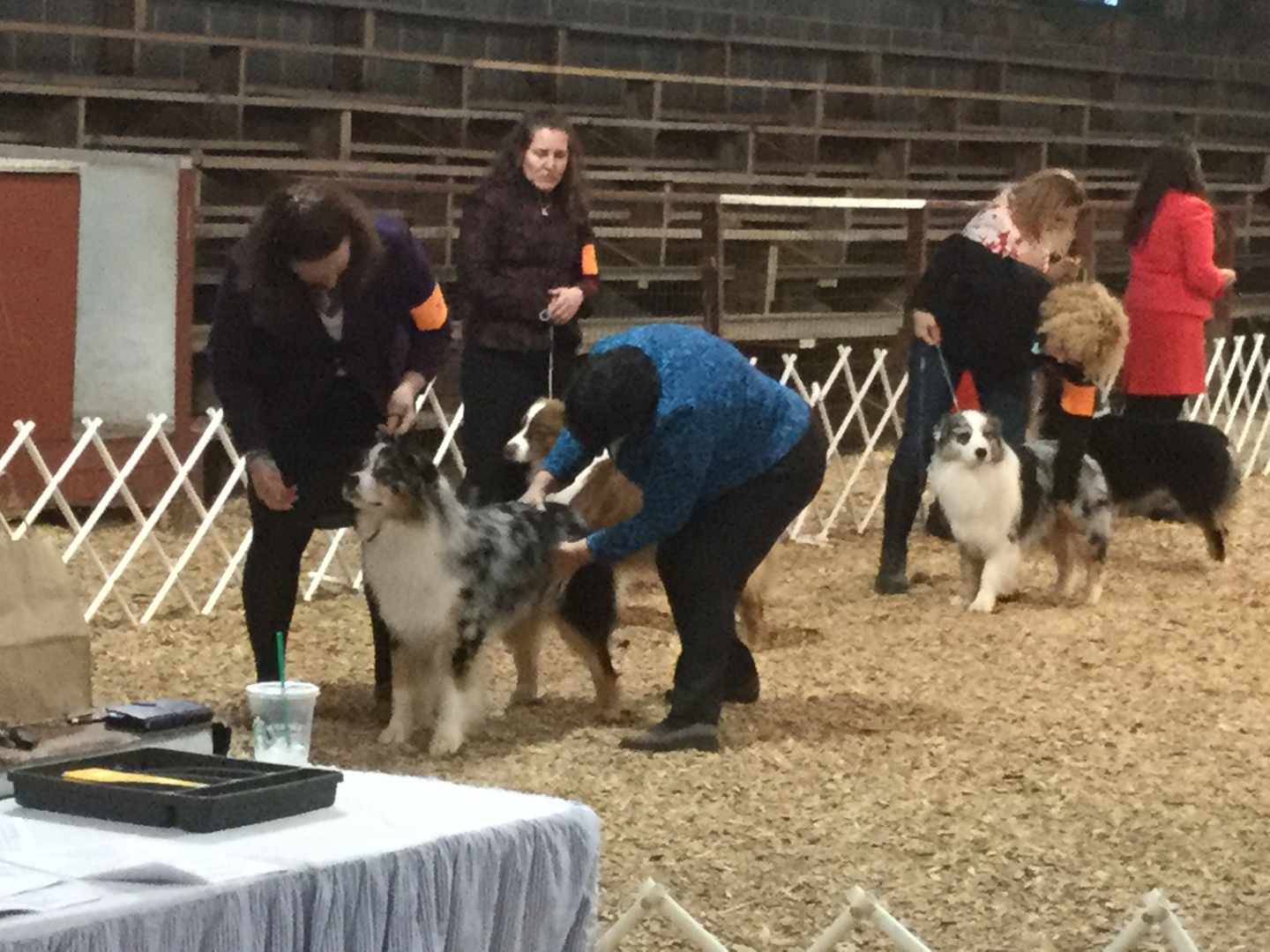 Scenes from Gray TN conformation shows - Image 1