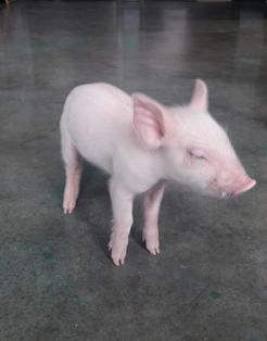 Piglet patient at dragon lake vet