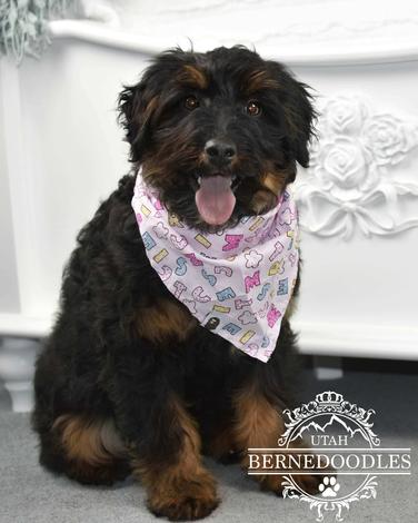 Phantom Bernedoodle adult mini