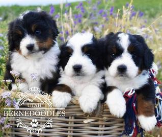 Tricolor Mini Bernedoodles in a Basket - Utah Bernedoodles