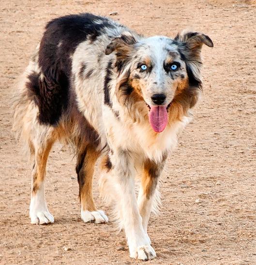 Dog names Choya