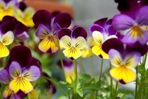 Viola cornuta