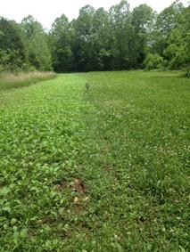 canola food plot