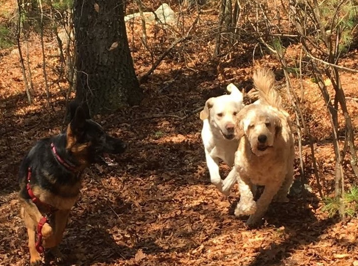 Westwood store dog walkers