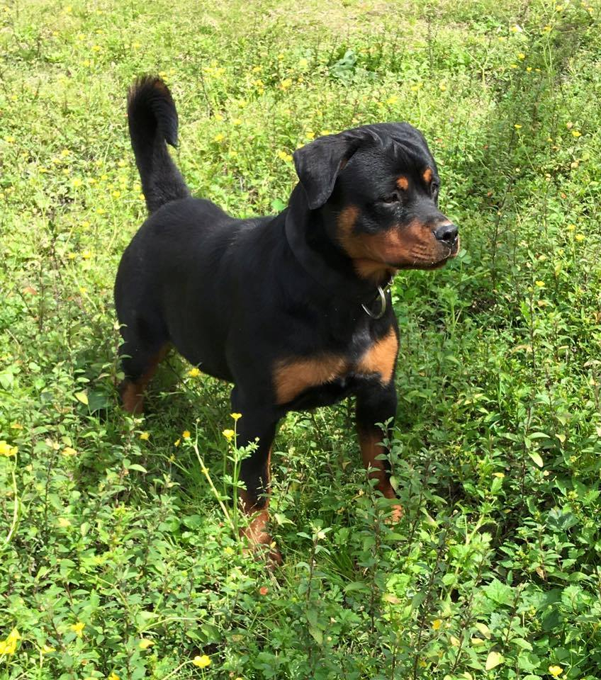 son rottweilers excavadoras