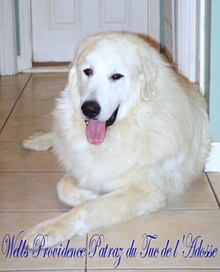 Great Pyrenees puppies ~ Wells' Providence AKC Registered Livestock Guardian Dogs and puppies